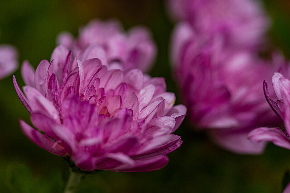 Close up of purple Chrysanthemum flowers in the autumnal garden