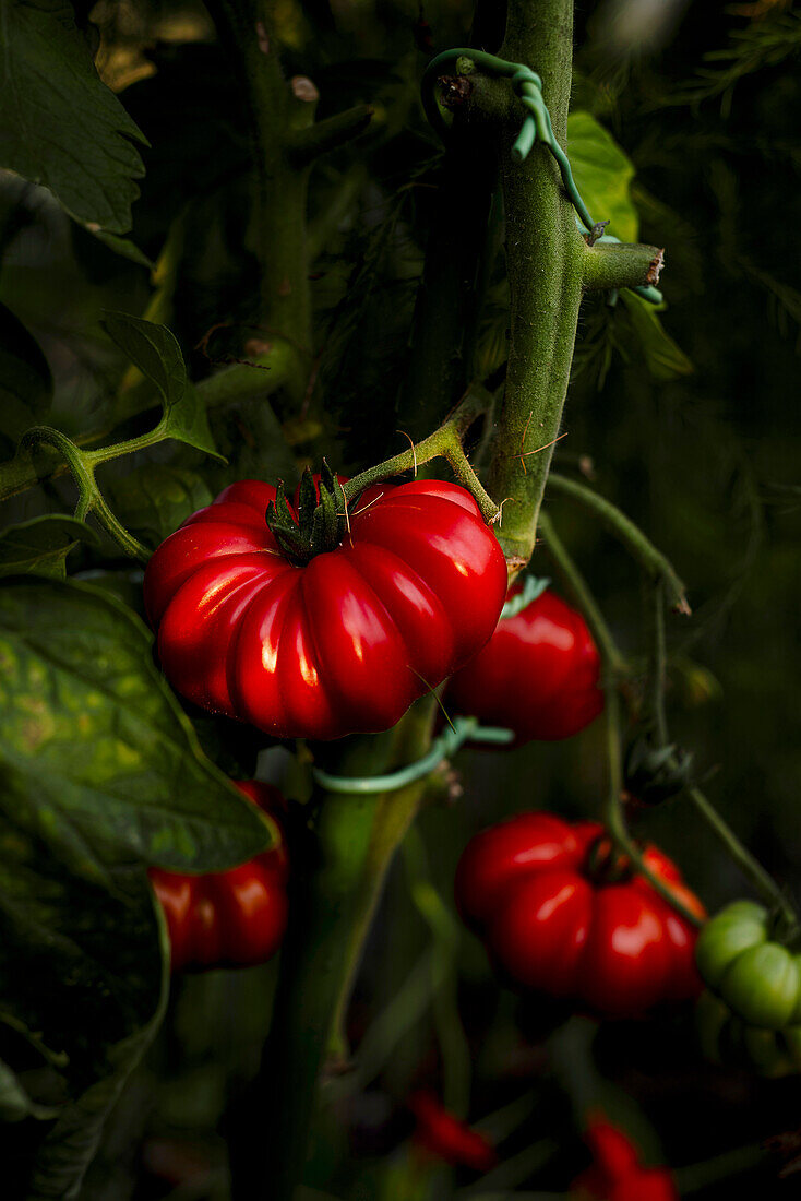 Ripe tomatoes on a bush