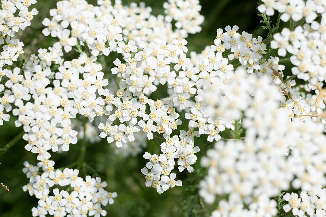 Weiße Schafgarbe im Garten