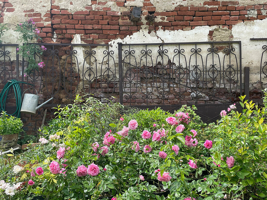 Blühende Rosen vor antiker Ziegelwand im Garten