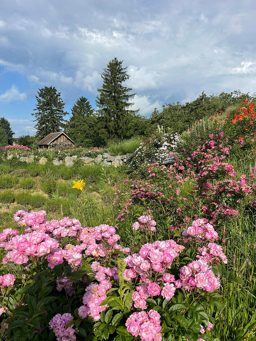 Üppiger Rosengarten mit rosa Blüten vor ländlichem Hintergrund