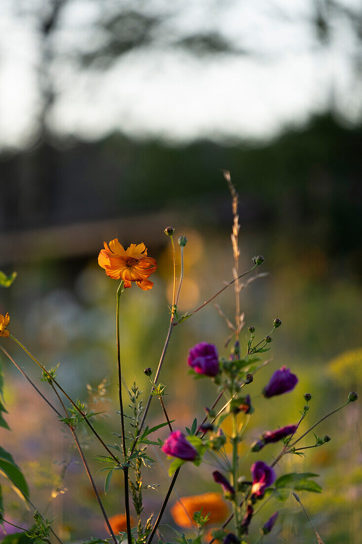 Bunte Sommerblumen im sanften Abendlicht im Garten