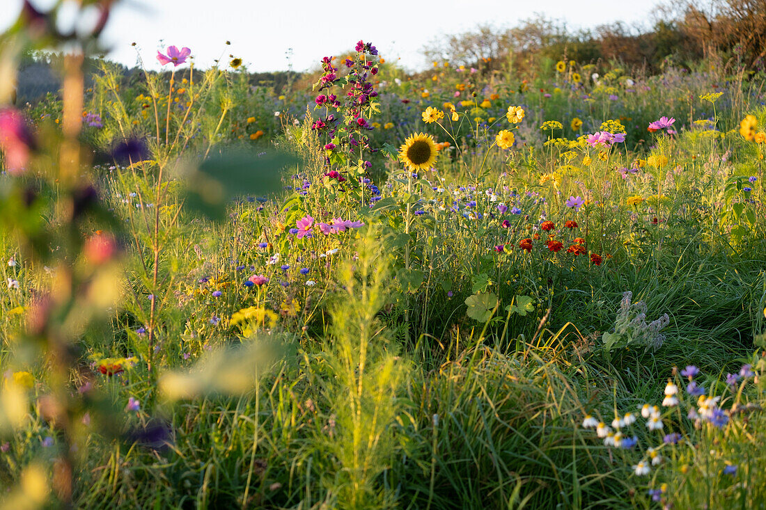 Bunte Blumenwiese mit Sonnenblumen und Malven im warmen Abendlicht