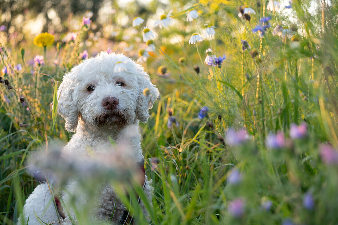 Weißer Hund sitzt in bunter Blumenwiese bei warmem Licht