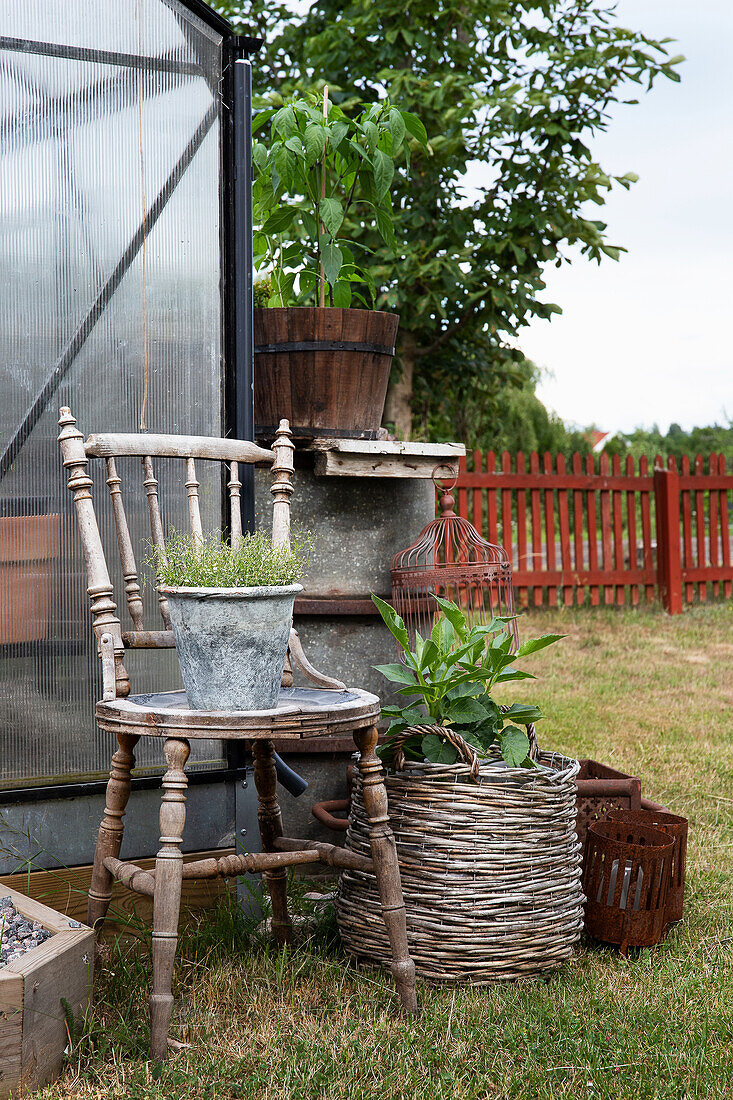 Vintage-Gartenstuhl mit Pflanztopf und Korb auf Rasen am Gewächshaus