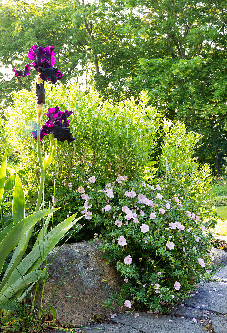 Iris and mallow in the summer garden bed