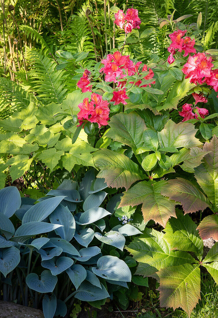 Bunter Garten mit Alstromerien und blauen Funkien