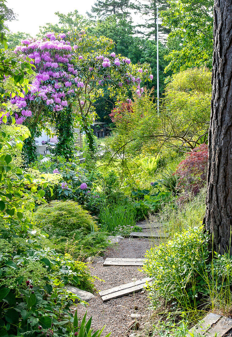 Blooming rhododendron next to summer garden path