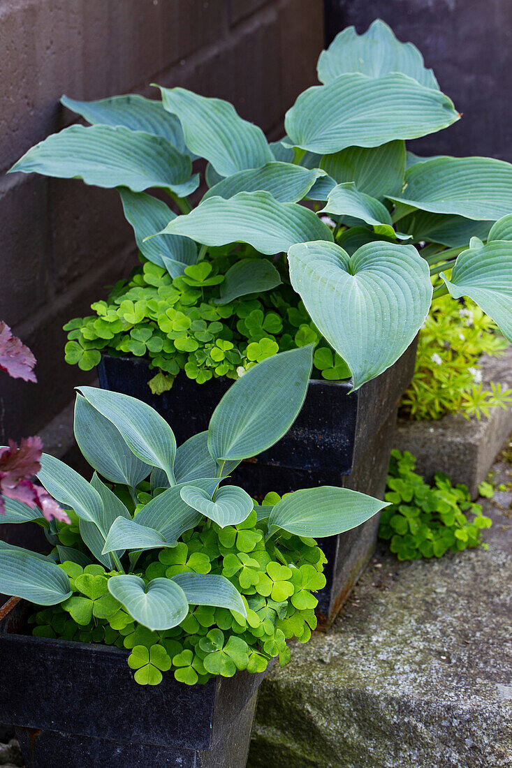 Hosta-Pflanzen und Waldsauerklee in schwarzen Pflanzkästen