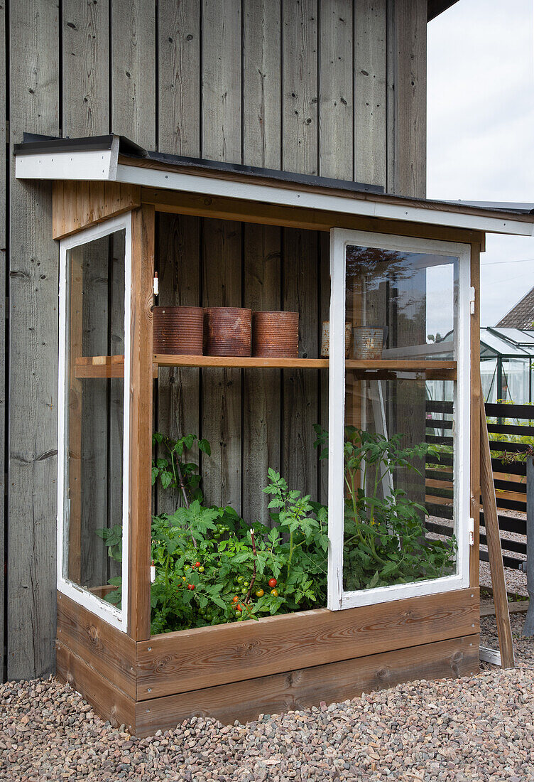 Kleines Gewächshaus mit Tomatenpflanzen und Tontöpfen im Garten