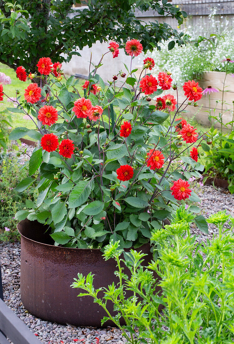 Dahlien in Metallkübel im Garten