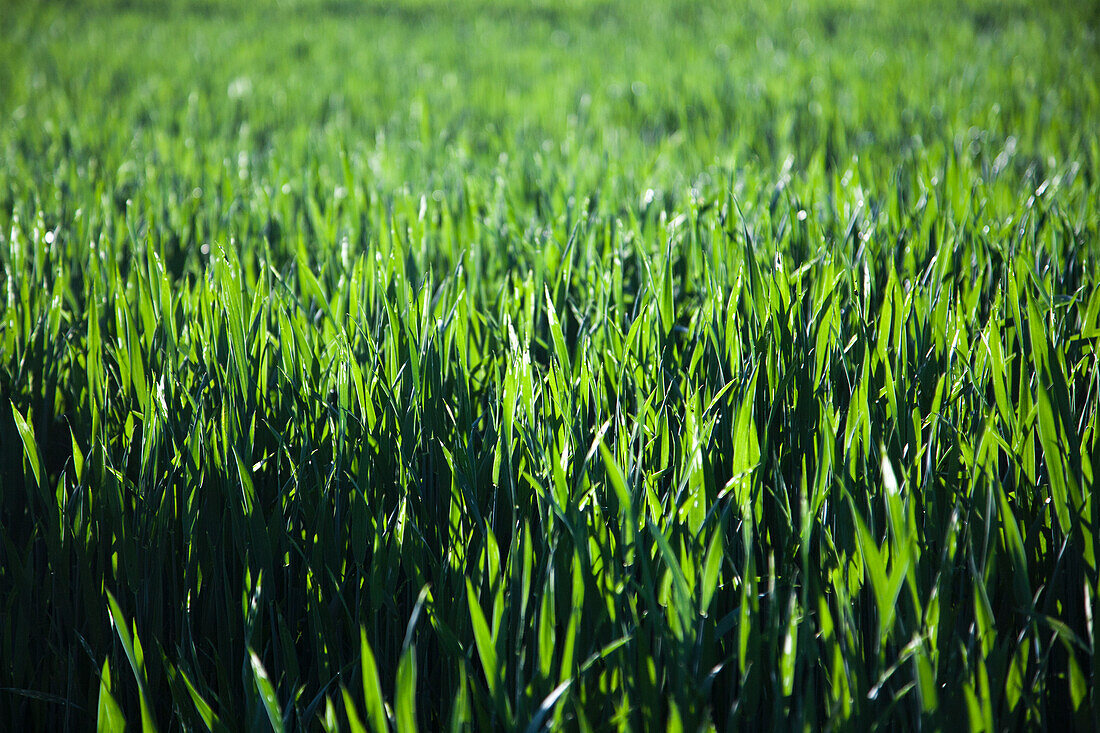 Grünes Weizenfeld im Sommerlicht