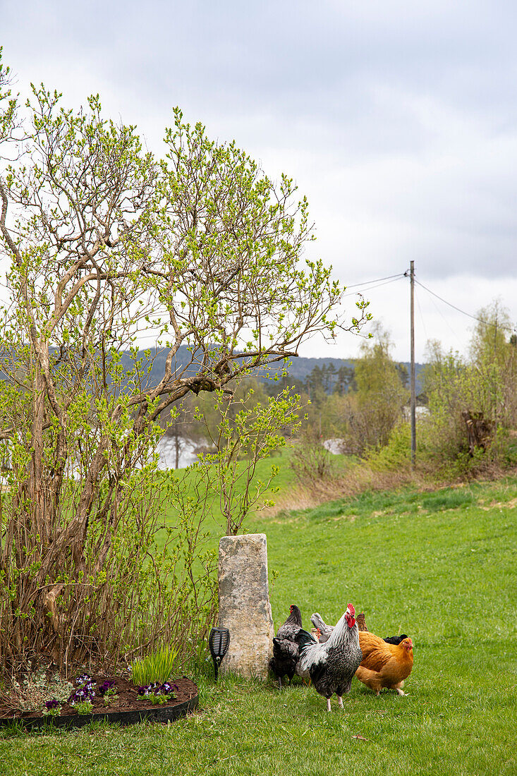 Hühner im Frühlingsgarten neben Baum mit Knospen