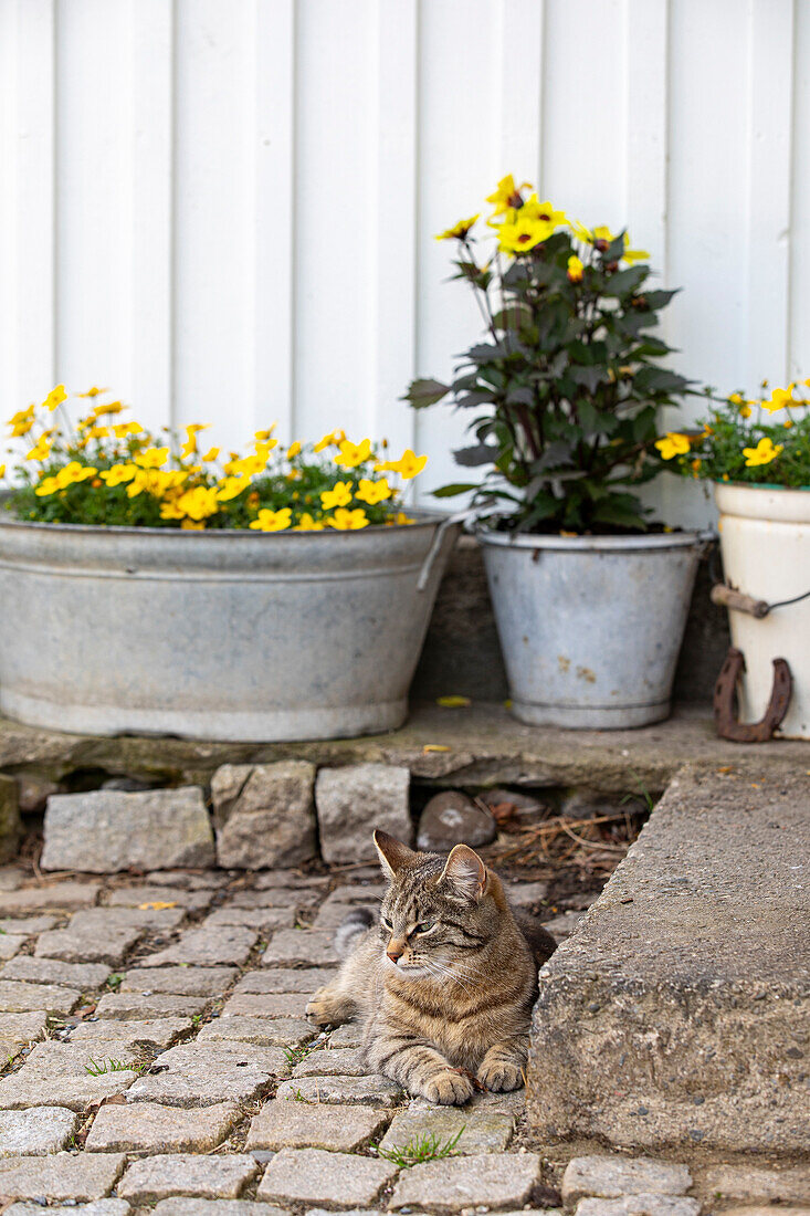 Tabby cat on cobblestones, zinc pots with yellow flowers