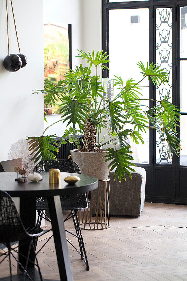 Room with wooden floor, round table and large plant