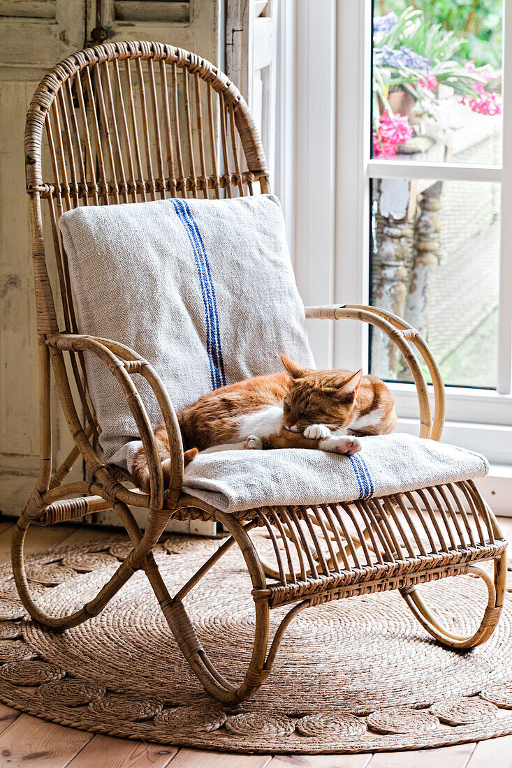 Rattansessel mit Kissen und schlafender Katze vor Fenster