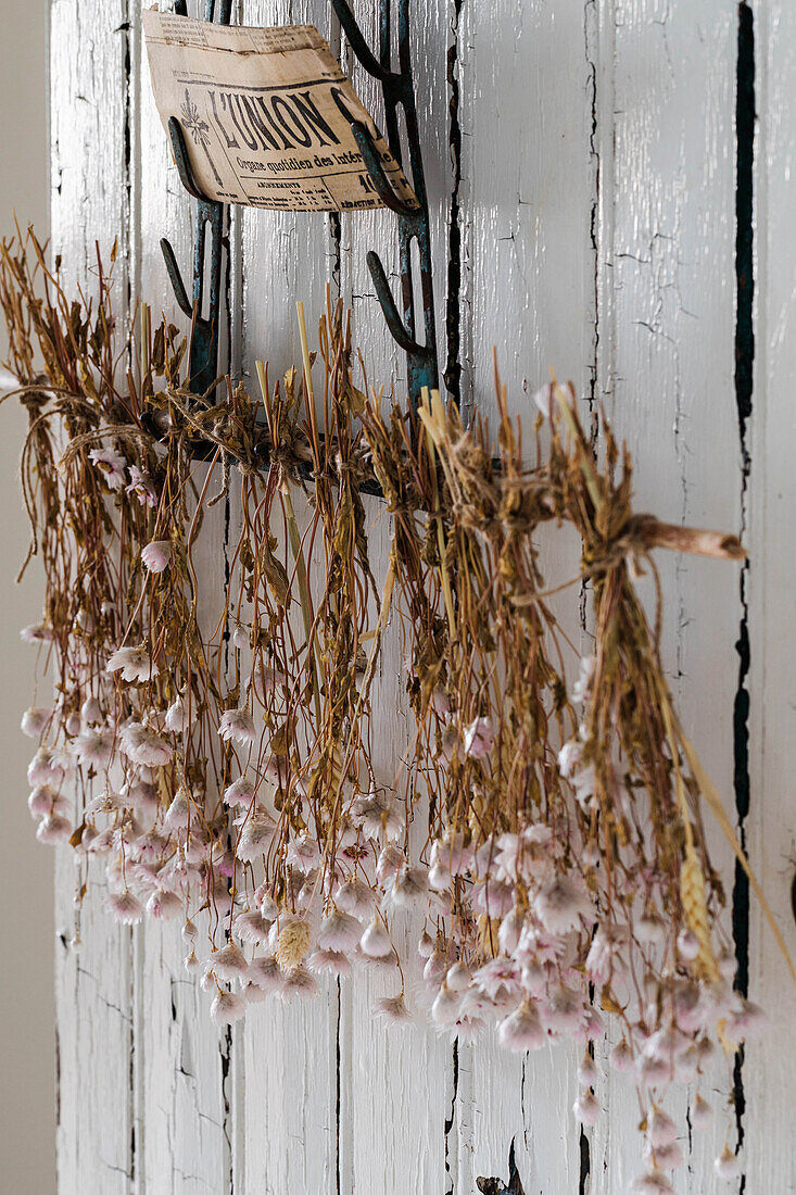 Dried flower bundles on white painted wooden wall