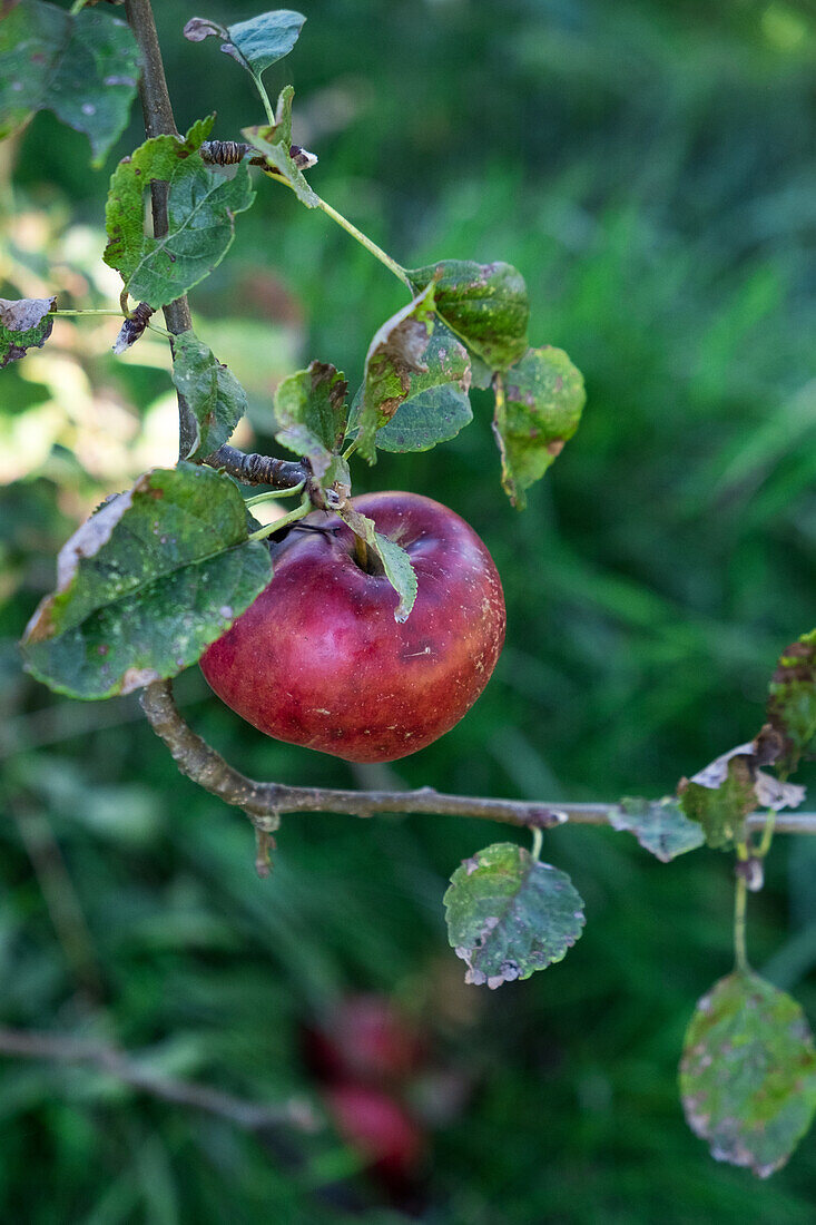 Reifer roter Apfel am Baum im Garten