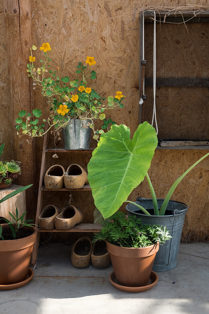 Plant arrangement with nasturtium in front of a wooden wall