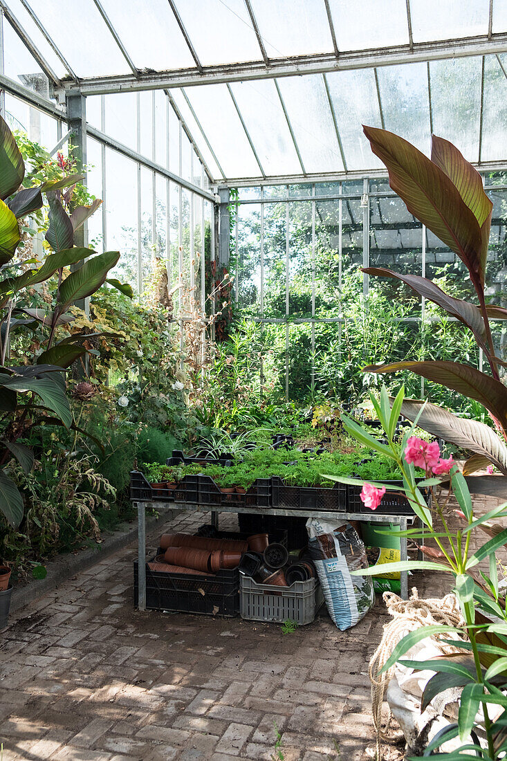 Greenhouse with young plants and tropical foliage plants