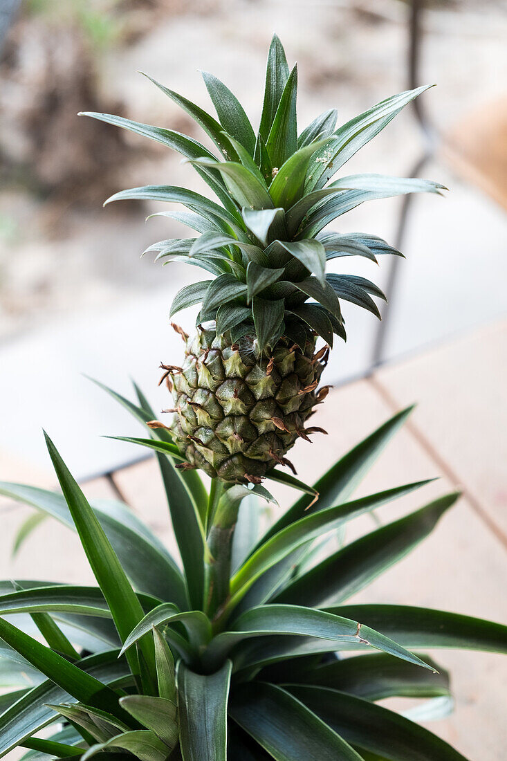 Pineapple plant on wooden terrace