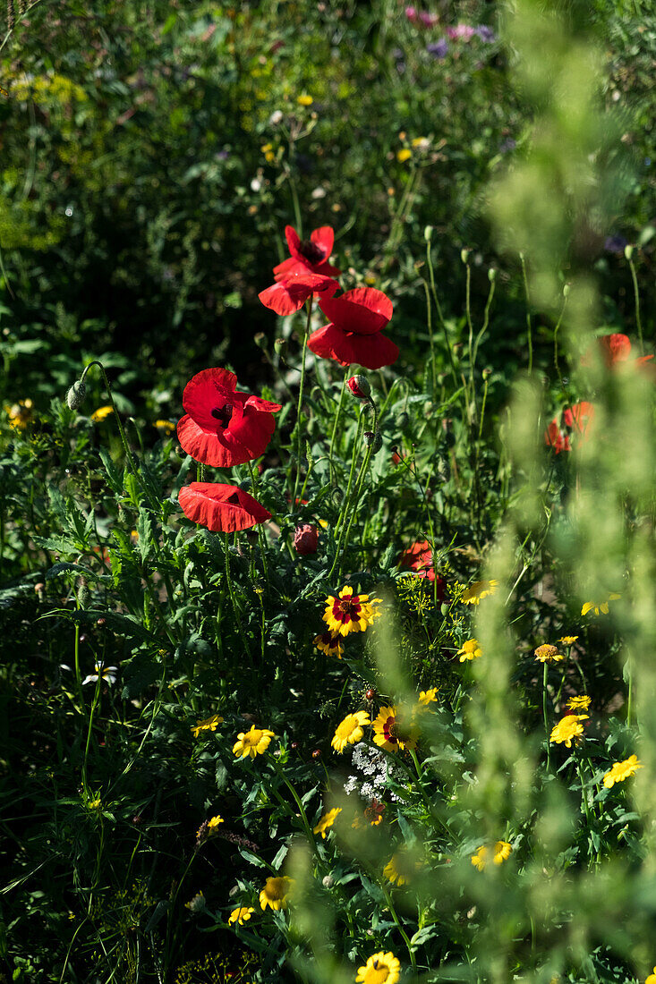 Red poppies in the summer garden bed