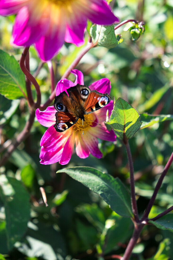 Peacock butterfly on dahlia blossom in the garden