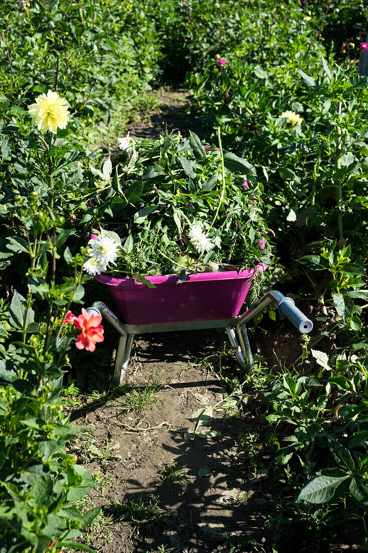 Garden wheelbarrow with harvested dahlias (Dahlia) in a colorful bed