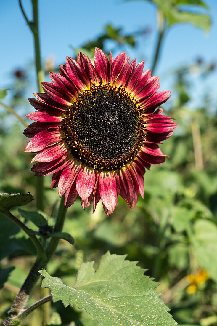 Rote Sonnenblume im sommerlichen Garten