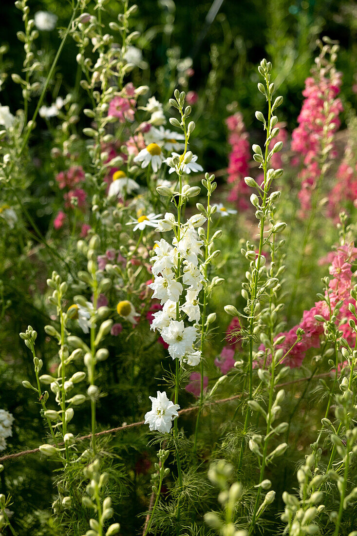 Wild summer flowers in the garden with white and pink blossoms