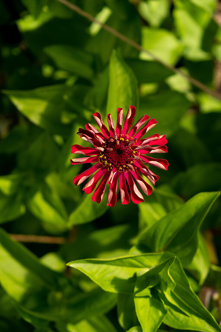 Red zinnia (Zinnia elegans) in a summer garden setting