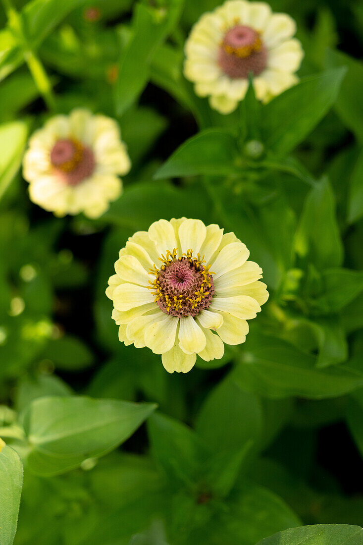 Yellow zinnias in the summer garden