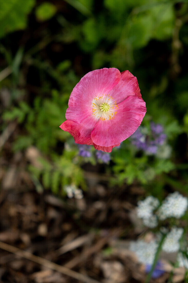 Poppy (Papaver) in the garden bed