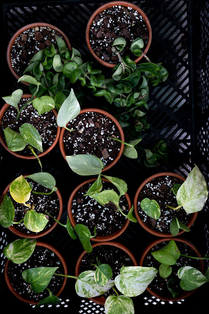 Small pots with various climbing plants in seed trays