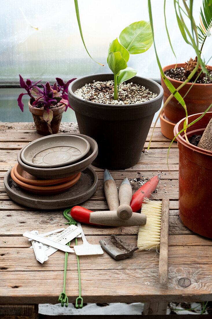 Potted plants and garden tools on a wooden table in the greenhouse