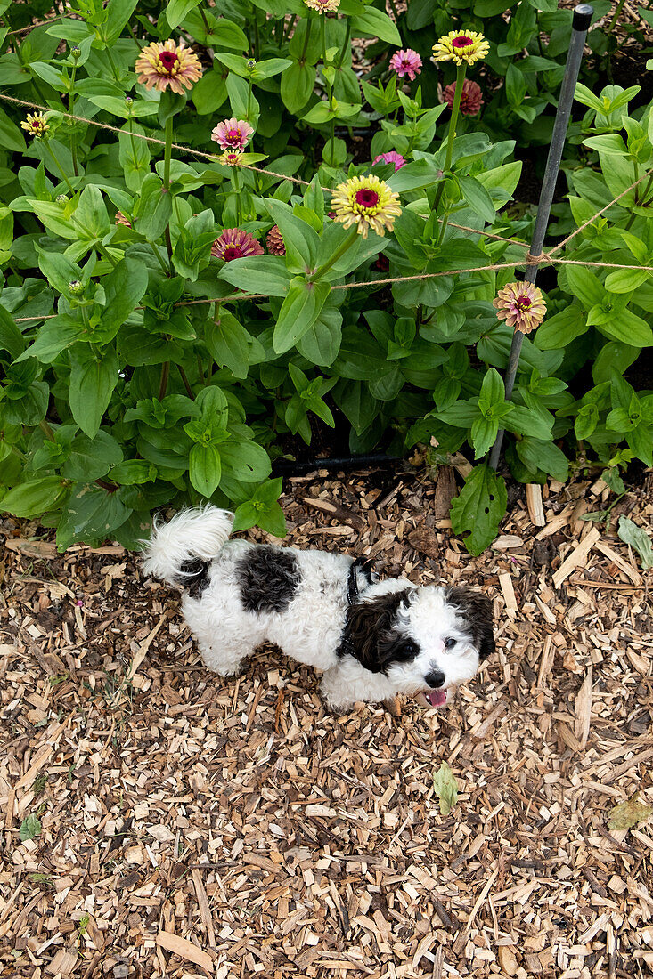 Small dog in the garden in front of flowering zinnias