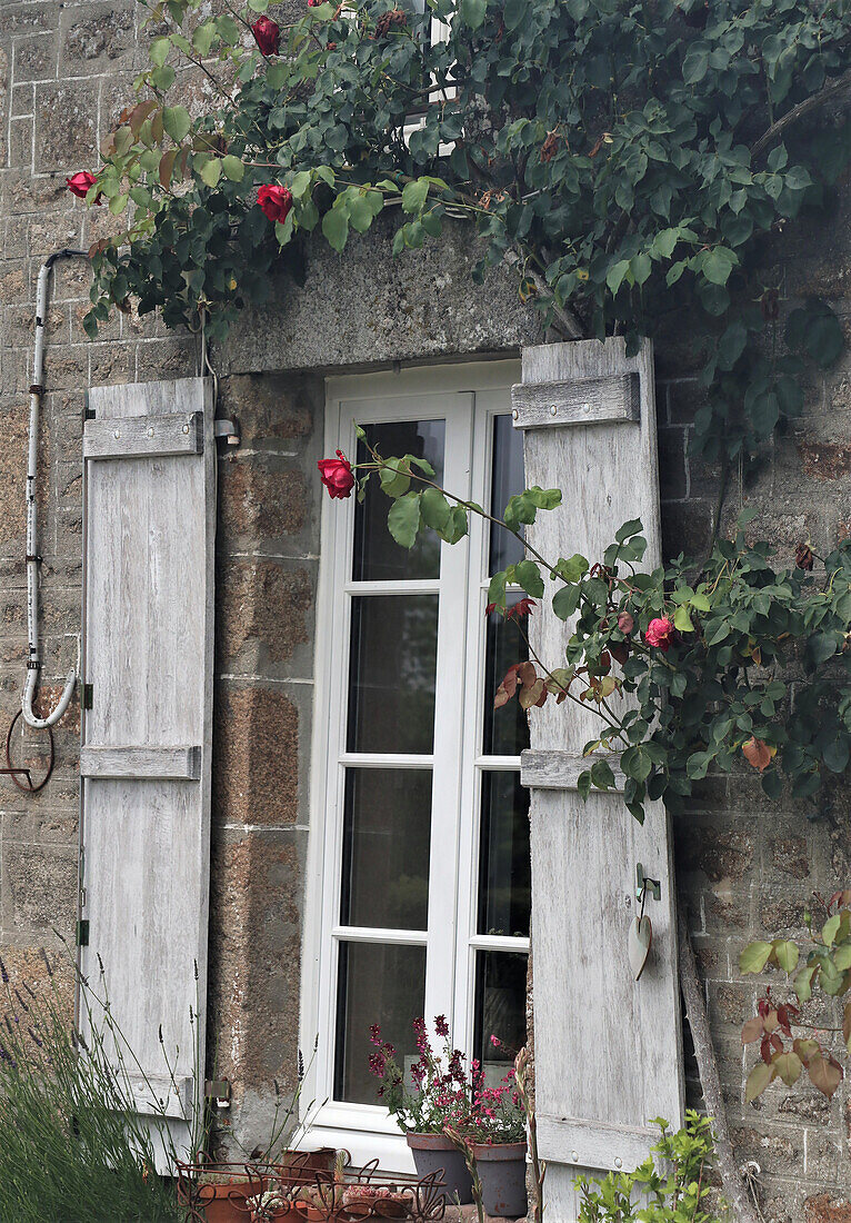 Stone house with white shutters and flowering rose bushes