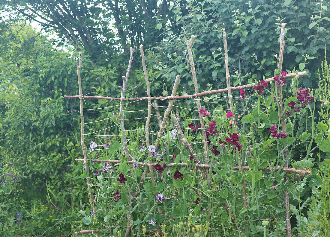 Duftwicken (Lathyrus odoratus) an rustikalem Rankgitter im Sommergarten