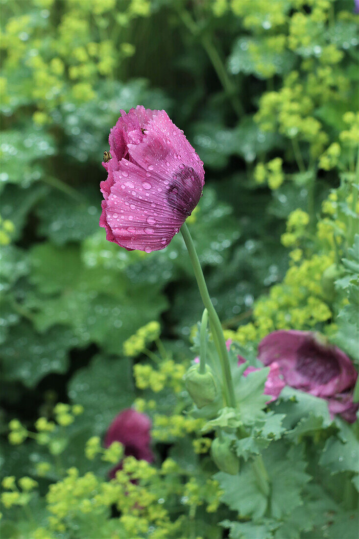 Lilafarbene Mohnblume im Garten