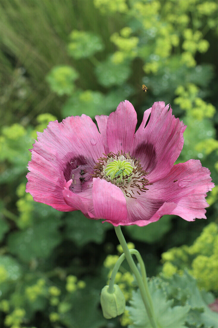 Pink poppy in the summer garden