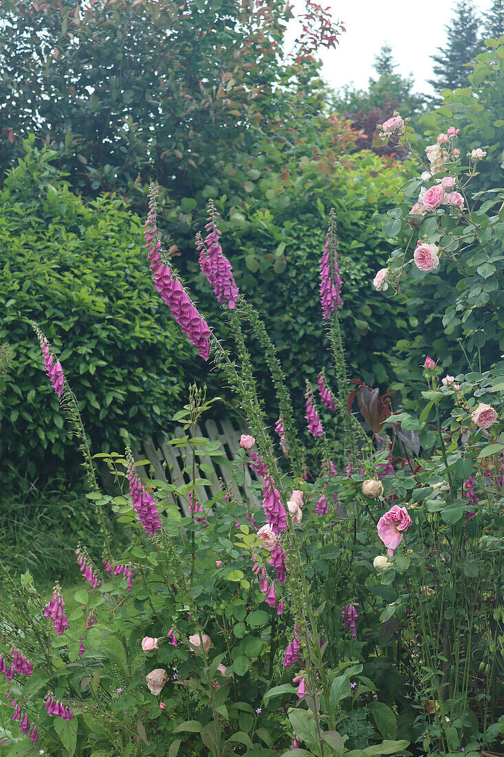 Foxglove (Digitalis) and rose blossoms in the summer garden