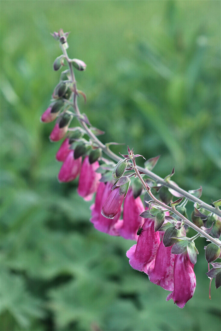 Blühender Fingerhut im Garten