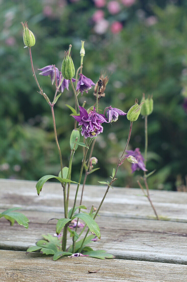 Akelei auf Holzbrettern im Garten