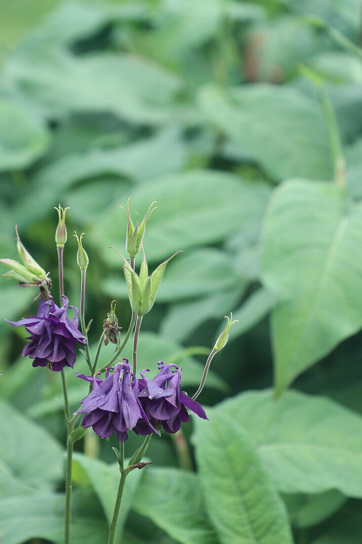 Columbine in the summer garden