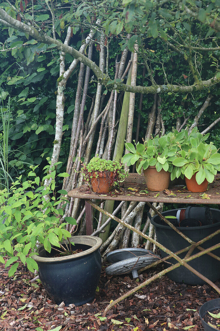 Potted plants on an old table in the garden