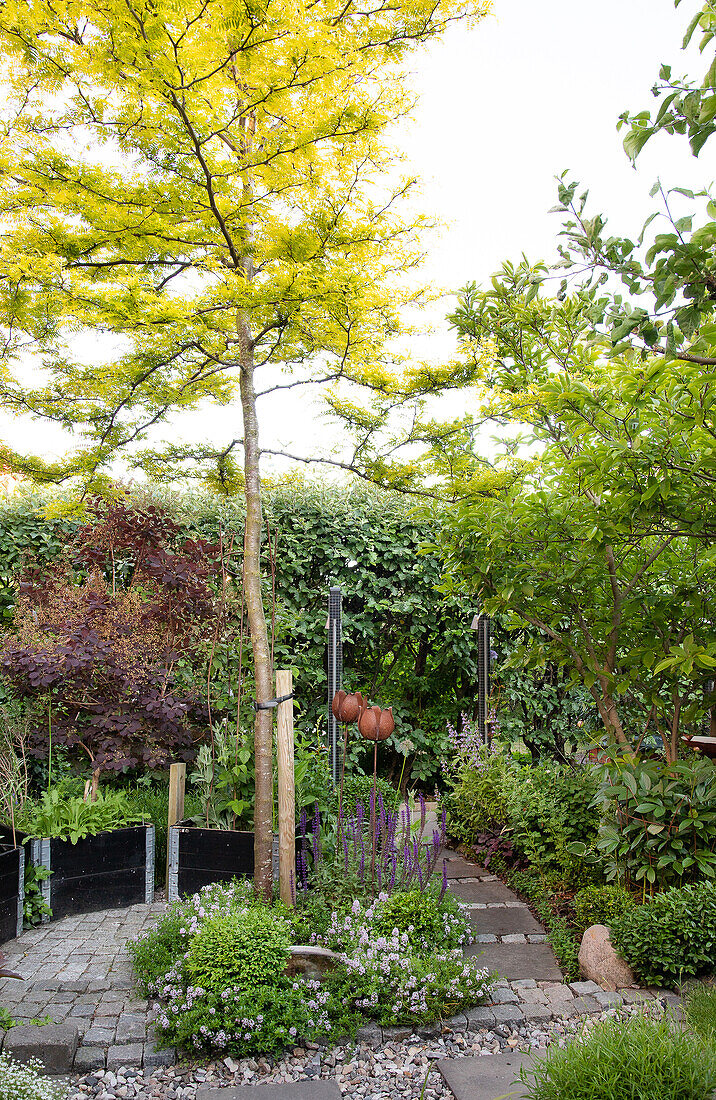 Small city garden with ornamental trees and herbs in a raised bed