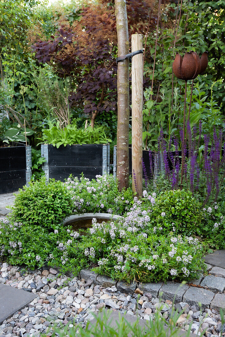 Herb garden bed with thyme, boxwood and lavender in summer