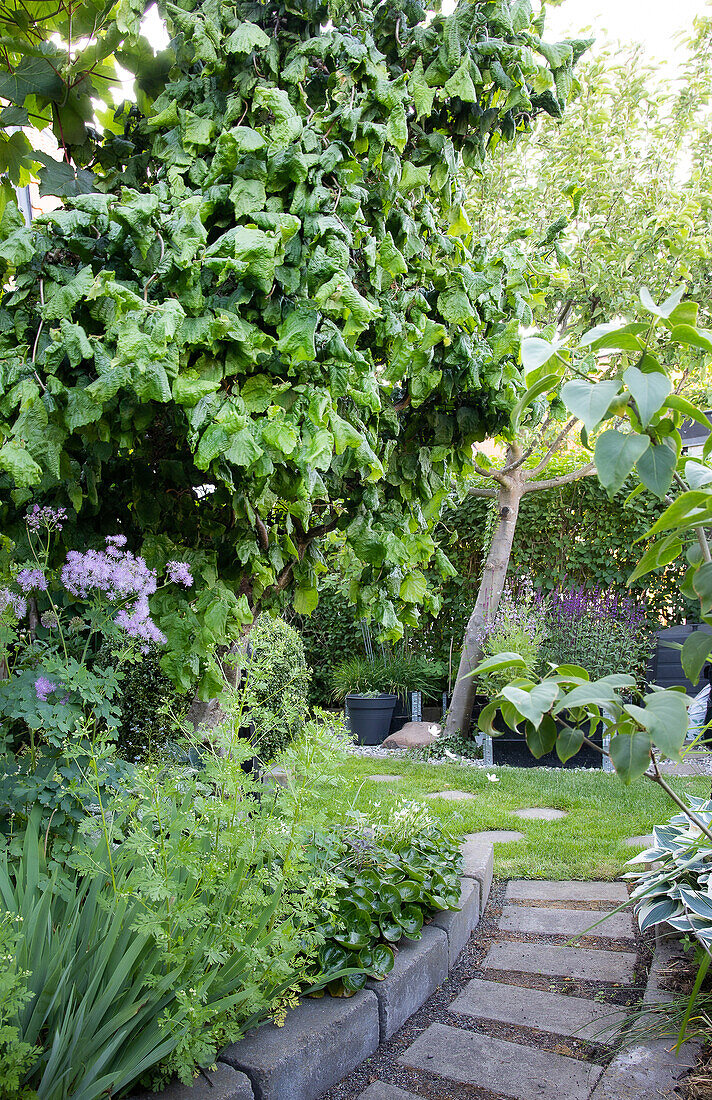 Garten mit Weg, gepflegtem Rasen und schattenspendendem Baum im Sommer