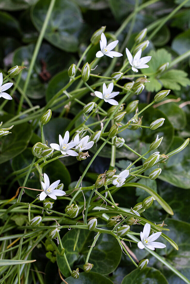 Wild star hyacinth in the spring garden