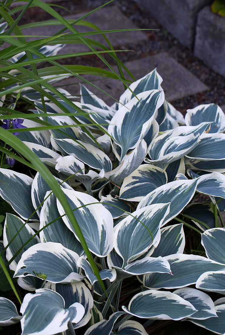 Funkia (Hosta) with white-green leaves in the garden